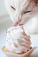 Cupcake_Kitty Cupcake_Kitty