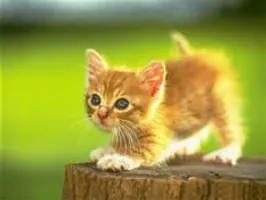 KittyHighFive KittyHighFive