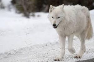 Lunathesnowwolf Lunathesnowwolf