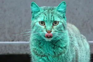 SapphireTehCat SapphireTehCat