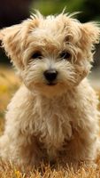 DogLover811 DogLover811