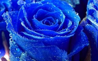 awesomenessqueen66 awesomenessqueen66