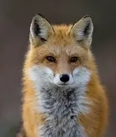midnightfox midnightfox