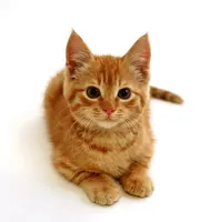 XxredfeatherxX XxredfeatherxX