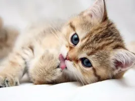 Catzgomeow316 Catzgomeow316