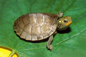SmilyTurtleYT SmilyTurtleYT