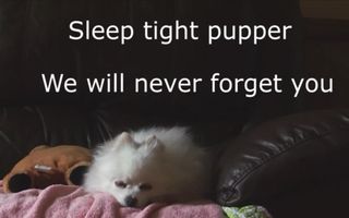 gabethedoggotributes2 gabethedoggotributes2