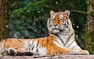 JeweledTiger281 JeweledTiger281