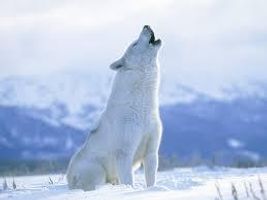 Thunderwolf2456 Thunderwolf2456