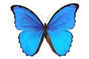 Angel_16 Angel_16