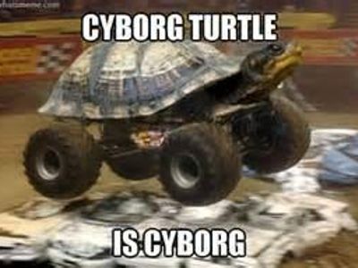 Reasons why Turtles are cool Reasons why Turtles are cool
