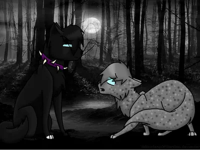 All about warrior cats's Photo
