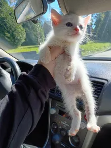 Kitten photodump page's Photo