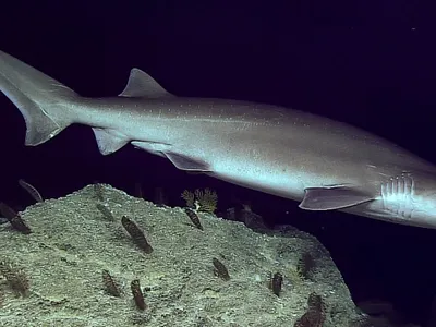 cool fish's Photo
