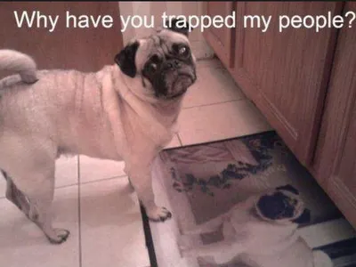 Awesome Pugs's Photo