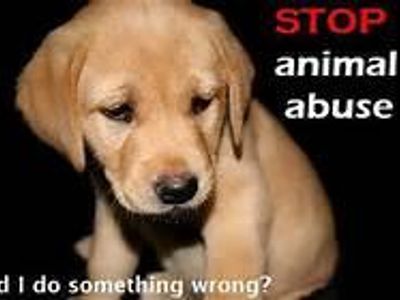 Animal Abuse Needs To STOP!! Animal Abuse Needs To STOP!!