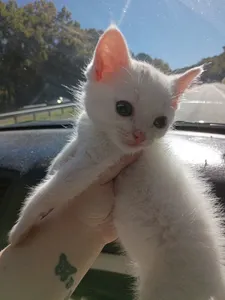 Kitten photodump page's Photo