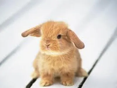 cuteness