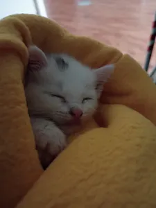 Kitten photodump page