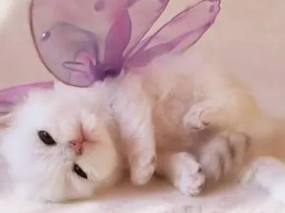 The Cute Animal Page's Photo