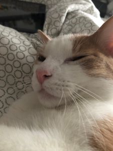 my cat is supreme's Photo