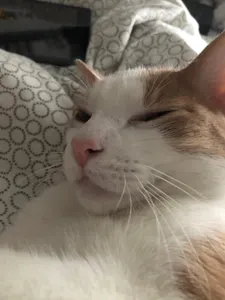 my cat is supreme's Photo