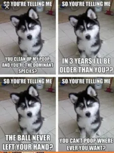 Husky lovers only!'s Photo