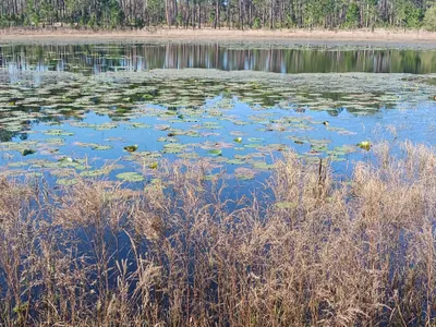 Nature's Photo