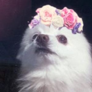 Gabe the dog tribute Gabe the dog tribute
