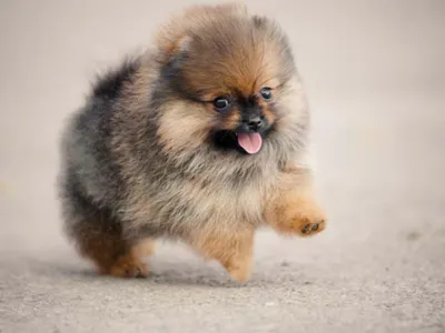 Pups