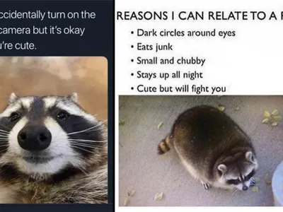Raccoons & Foxes ^-^'s Photo