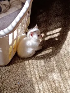 Kitten photodump page's Photo