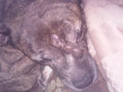 Your Pets Page!'s Photo Your Pets Page!'s Photo