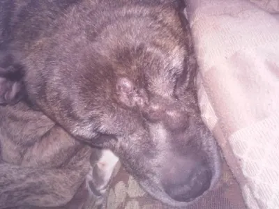 Your Pets Page!'s Photo Your Pets Page!'s Photo