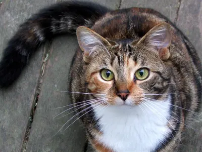 Warrior Cat Names's Photo