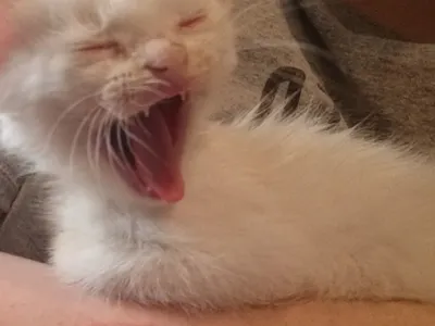 Kitten photodump page's Photo