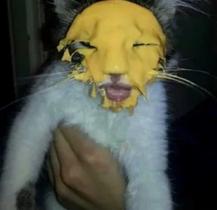 Cursed images's Photo