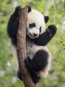 Cute Pictures of animals!'s Photo
