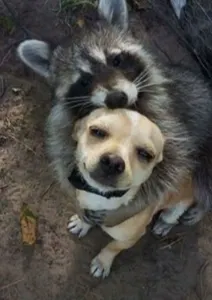 Cute Pictures of animals!'s Photo