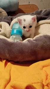 Kitten photodump page's Photo
