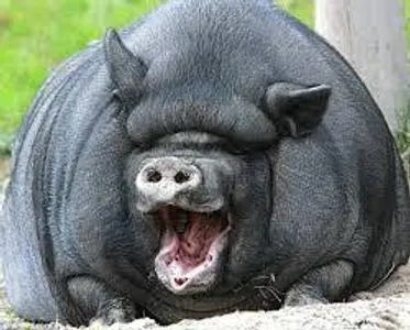 Q & A with Mr. Pig the vietnamese potbelly pig