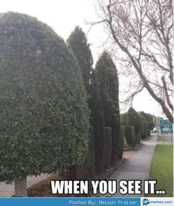 Can you see it?'s Photo