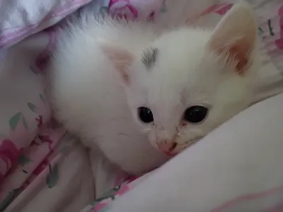 Kitten photodump page's Photo