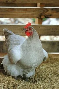 The Chicken Page