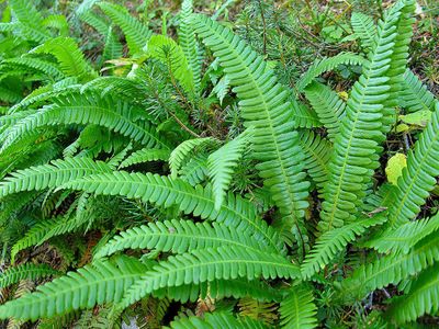 Native Plants Brisbane