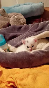 Kitten photodump page's Photo