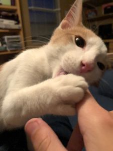 my cat is supreme's Photo
