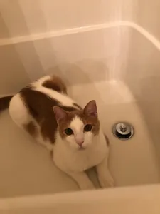 my cat is supreme's Photo