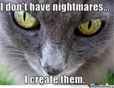 Funny cat and dog memes's Photo