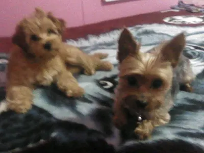Making your dogs into people.'s Photo